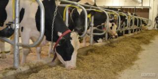 نخریدن شیر از سوی دولت ضربات جبران ناپذیری به صنعت دامداری وارد می کند