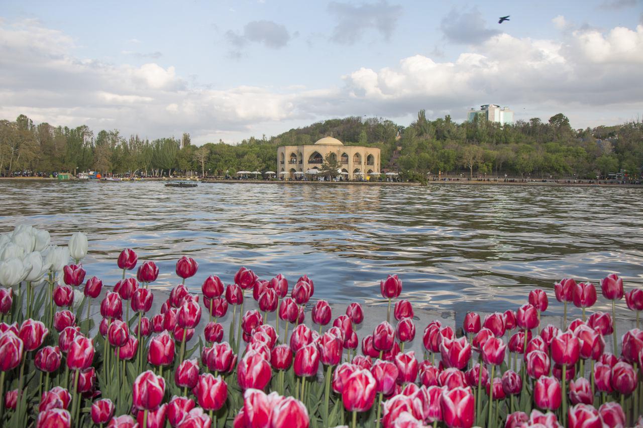 اردی بهشت لاله های تبریز نمایشگاهی شد
