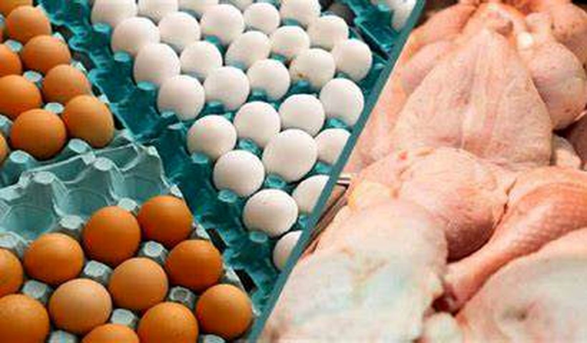 بازگشت آرامش به بازار مرغ و تخم مرغ آذربایجان شرقی