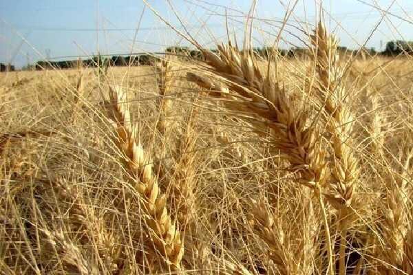 دهن کجی دولت به صنعت کشاورزی