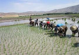 برنج میانه در چالش ماندن و حذف شدن