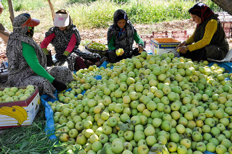 روزگار ناخوش سیب آذربایجان