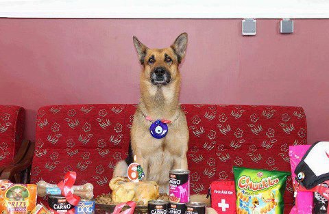 سگ شماره یک امداد و نجات آذربایجان شرقی مرد