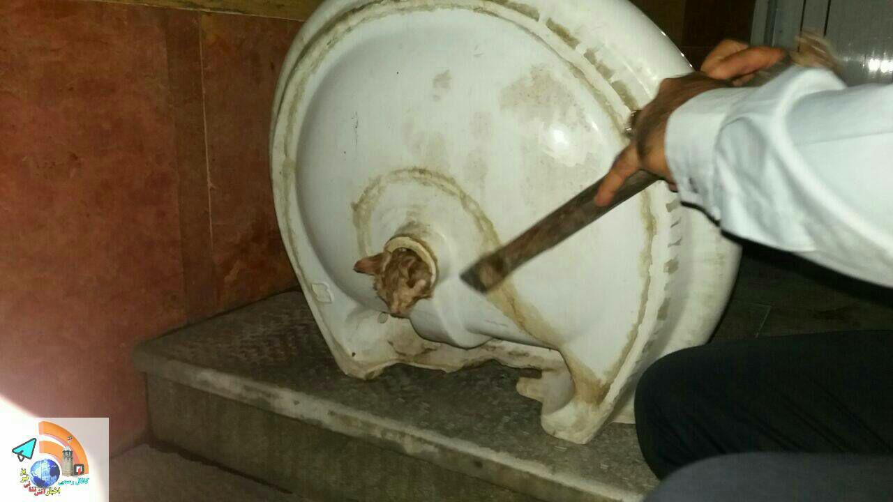 گیر کردن بچه گربه داخل روشویی ۴۲ متری تبریز