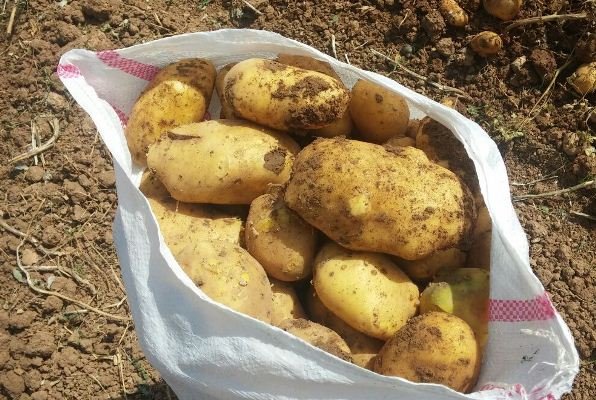 شهرستان سراب قطب سیب زمینی کشور است